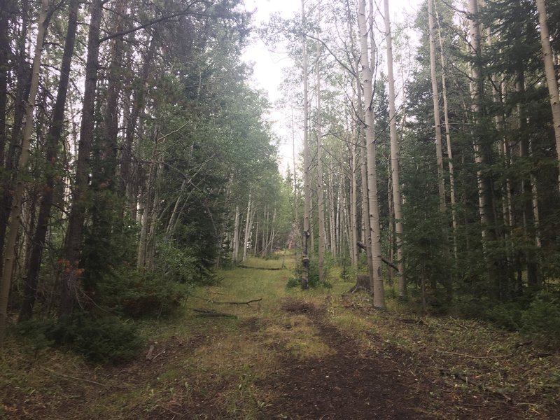 Passing through aspen groves on trail #242