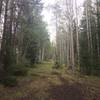 Passing through aspen groves on trail #242