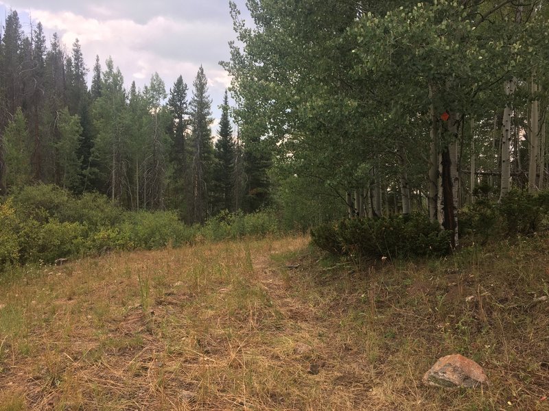 Occasional orange diamond blazes on trees mark the singletrack trail #242