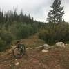 End of singletrack trail #242, and junction with Forest Service Road 250.