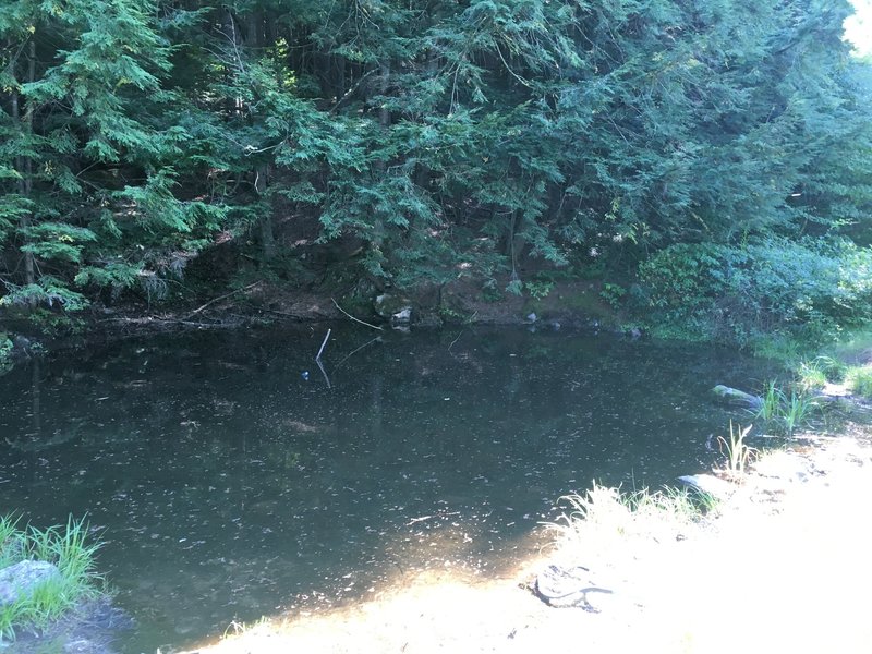 Pond at the end of Frog Pond trail