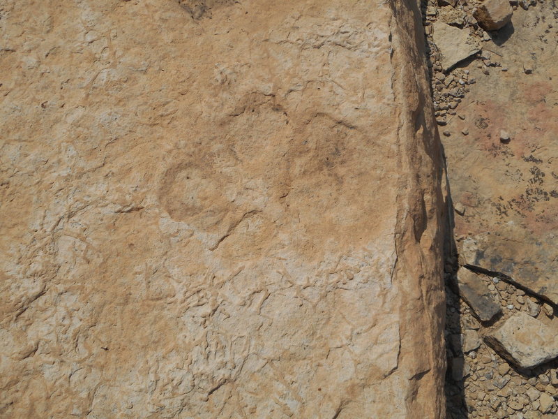 Dinosaur track in quarry