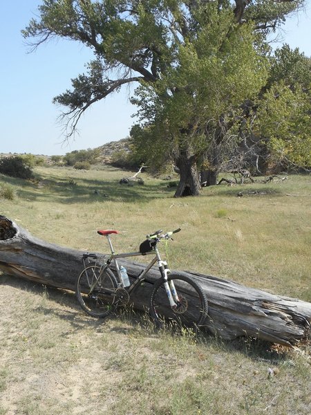 Cool oasis in eastern Colorado canyon lands