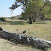 Cool oasis in eastern Colorado canyon lands