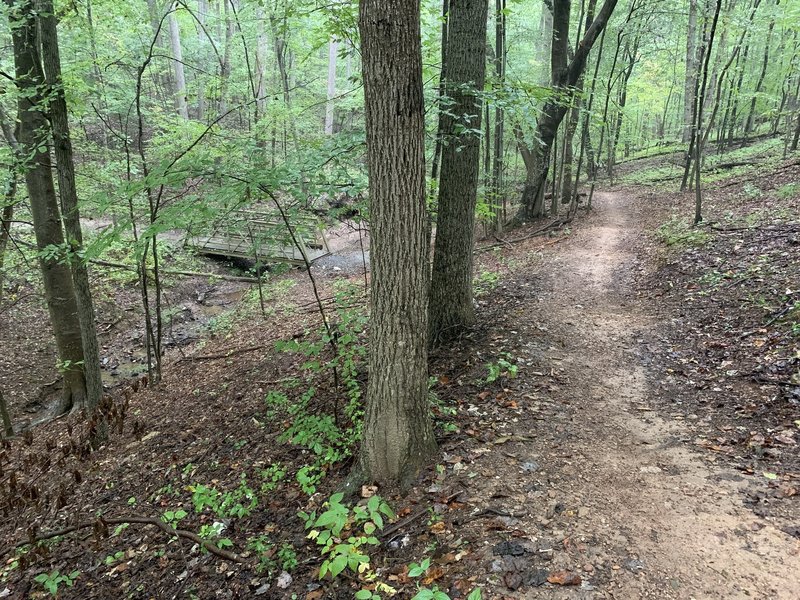 Wooden bridge and climb on Hard Cider Trail after a light rain the night before