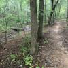 Wooden bridge and climb on Hard Cider Trail after a light rain the night before