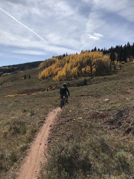 A plethora of aspens!