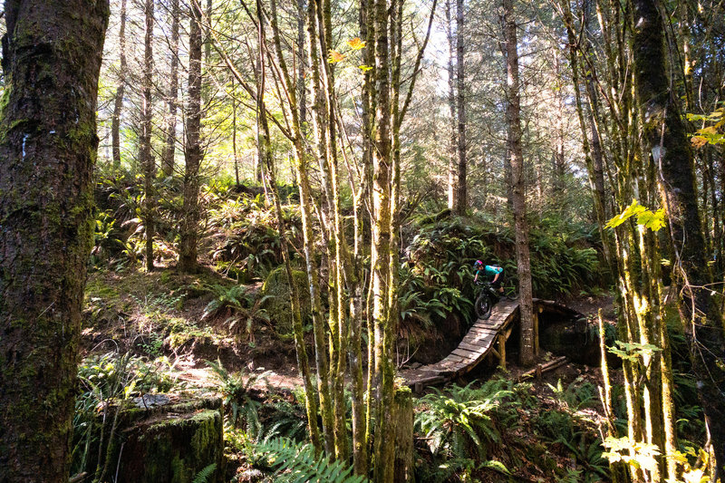 Ferns, trees, and wood features make this a great section of Happy Hour.