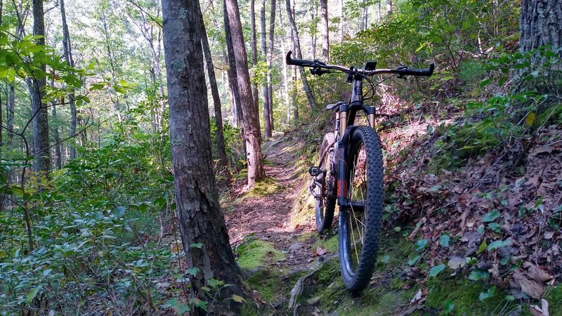 Mossy section on Paint Creek Trail.