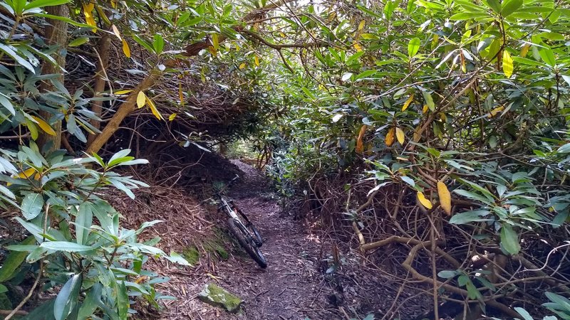 Rhododendron tunnel on Paint Creek Trail.