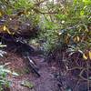 Rhododendron tunnel on Paint Creek Trail.