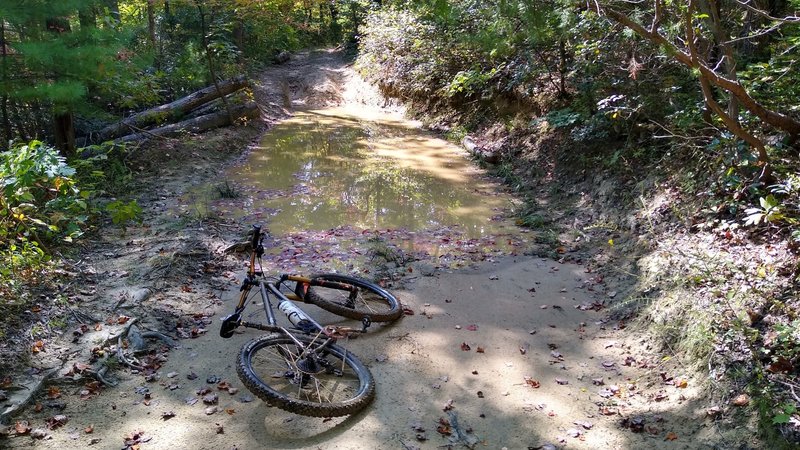 Typical surface condition of Shad Road beyond the intersection with Jack Branch Spur.