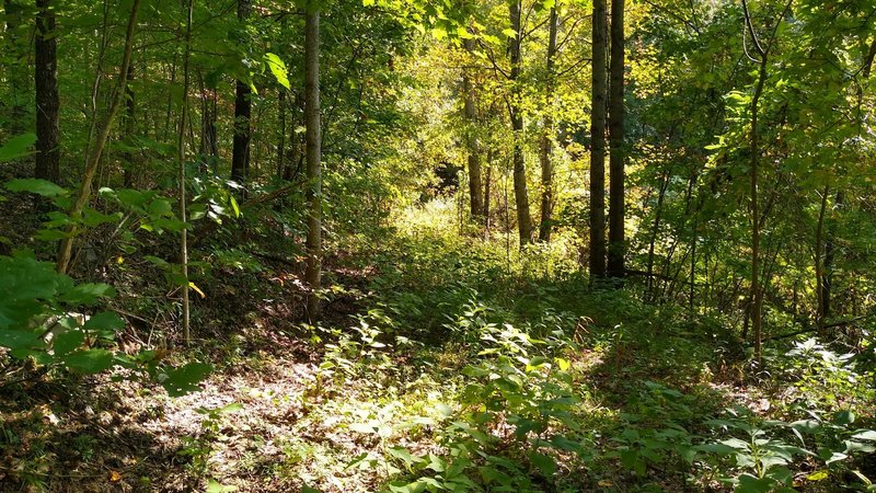 Entrance to Jack Branch spur, oncde past the old forest gate.