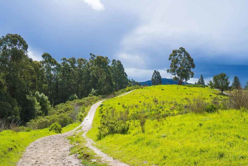 Goldenrod Trail