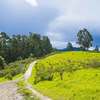 Goldenrod Trail