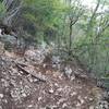 The steep and rocky section of MonteCreina Upper Singletrack.