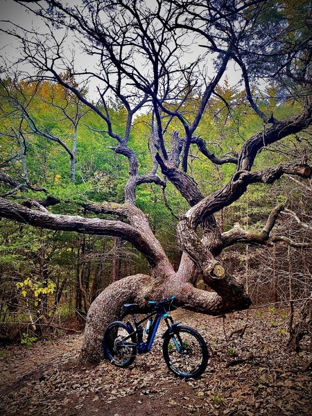 The coolest tree in Nebraska, right here!