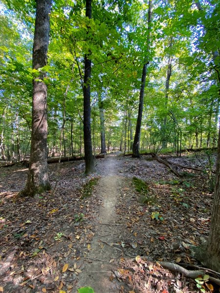 Rollers cutting through mature forest