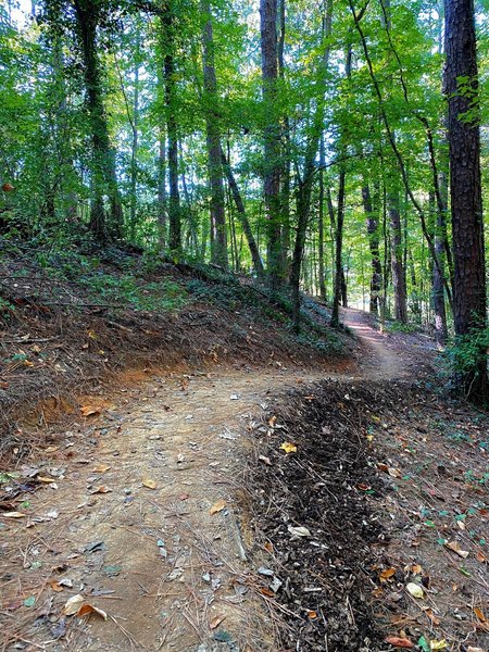 Rolling uphill through mature forest