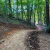 Rolling uphill through mature forest