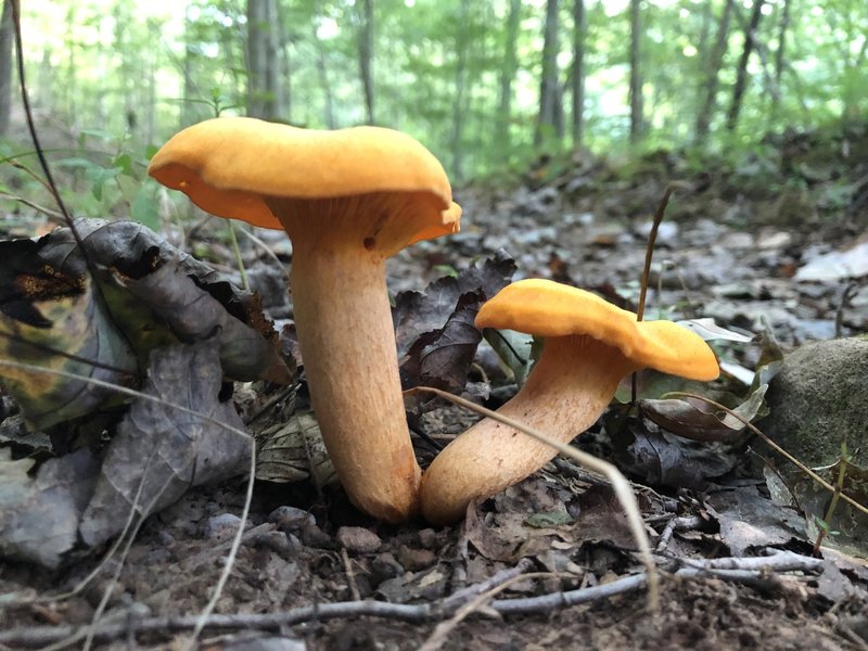 Mushrooms near creek