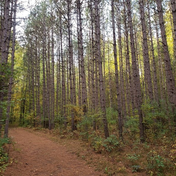 Section of pine forest towards the end of the loop.