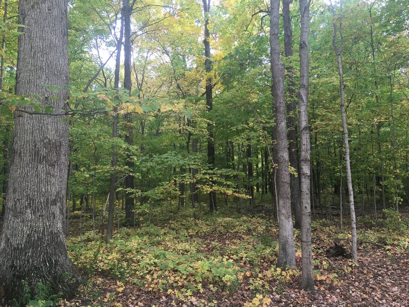 The fall colors are gorgeous, especially deeper in the trail.