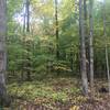 The fall colors are gorgeous, especially deeper in the trail.