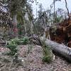 One of many, many old growth trees down.