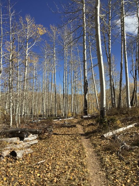 Flatter area after the descent. Fun singletrack riding through aspen forest with occasional small rocks to ramp off.