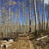 Flatter area after the descent. Fun singletrack riding through aspen forest with occasional small rocks to ramp off.