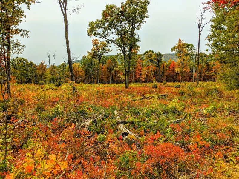 The trail gets started in a logging area, offering wrap around views.