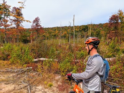 Looking up the ridge, in the area of the trail that has been logged.