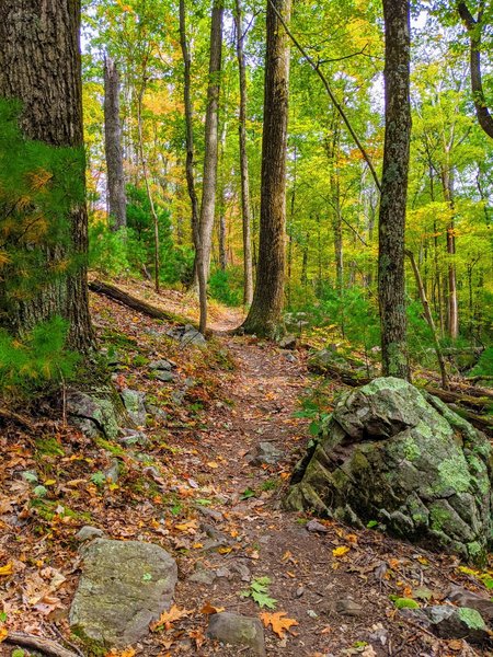 Beautiful singletrack at cooper gap.