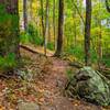 Beautiful singletrack at cooper gap.