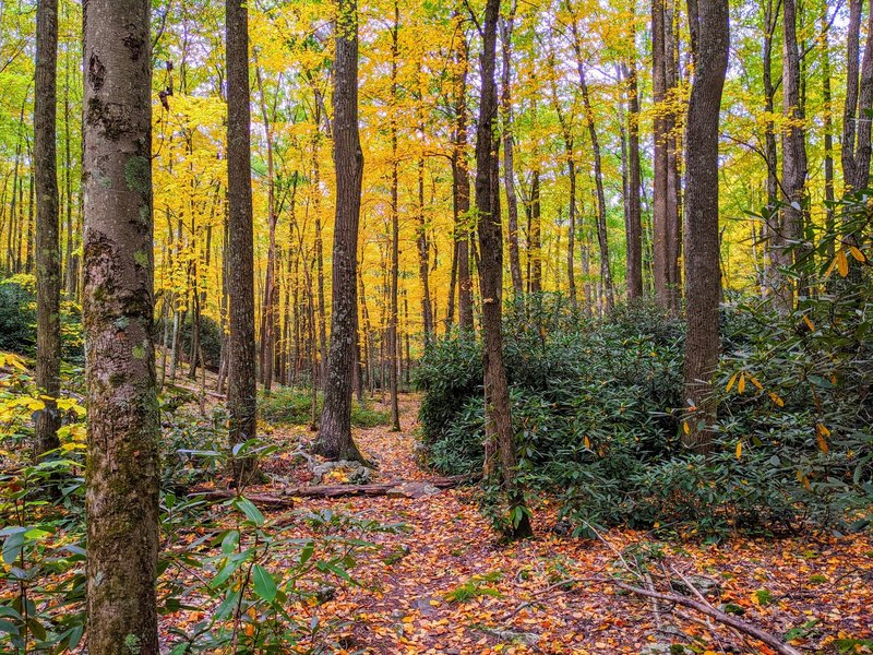 The trail dives through a thick grove of rhododendrons.