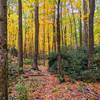 The trail dives through a thick grove of rhododendrons.