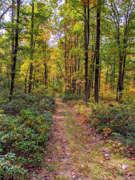 A look up the start of the Indiana trail on the way to connect with brush ridge.