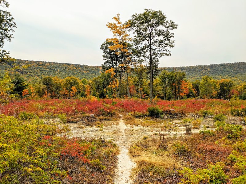 A logging area offers up a glimpse of the surrounding mountains.