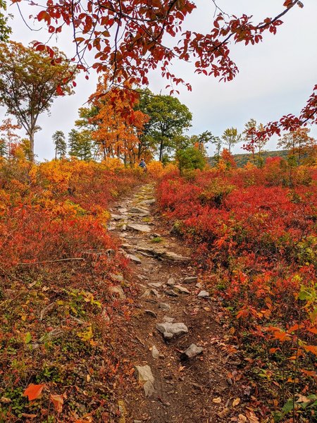 Light duty singletrack dominates this section of the trail.