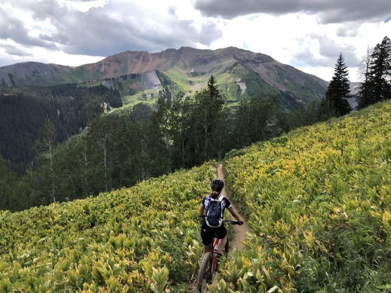 Lynsey crushing the singletrack amongst the wildflowers.