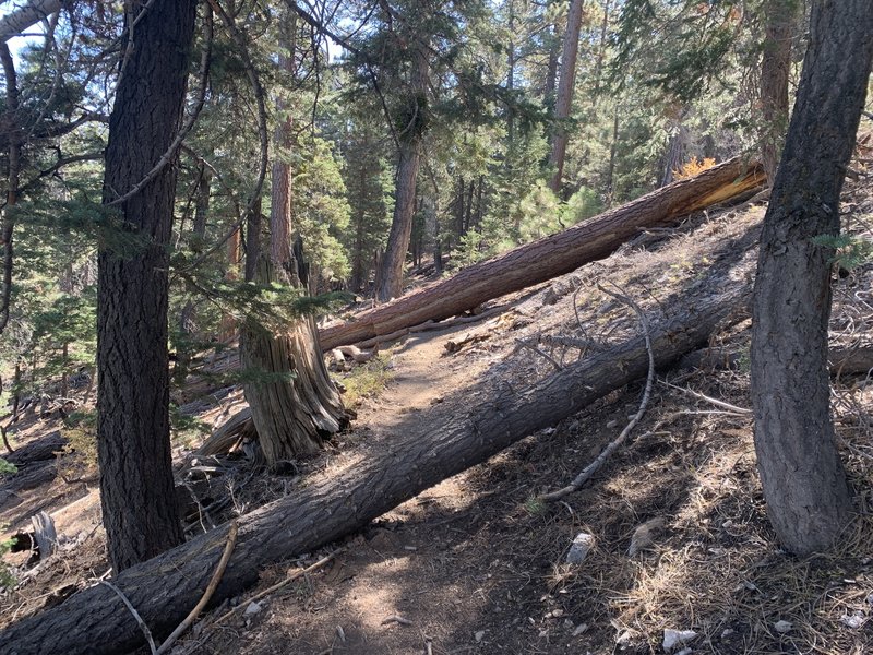 Fallen trees on the backside.