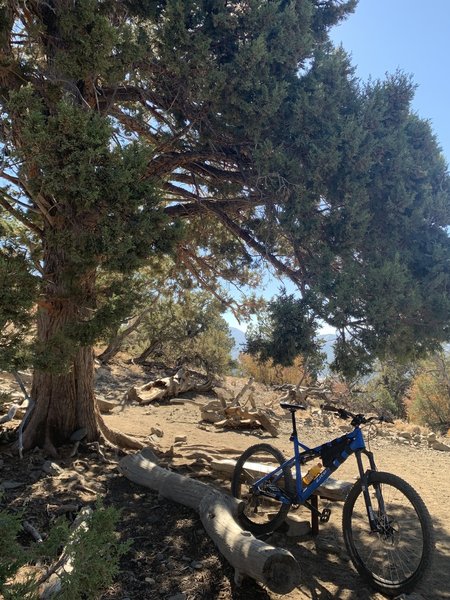 Intersection of Cougar Crest and PCT - from here you can also ride to Bertha's peak!