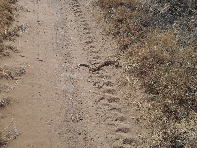 Prairie rattlesnake. This one is too young for a rattle but it still shock its tail a lot. Use care..