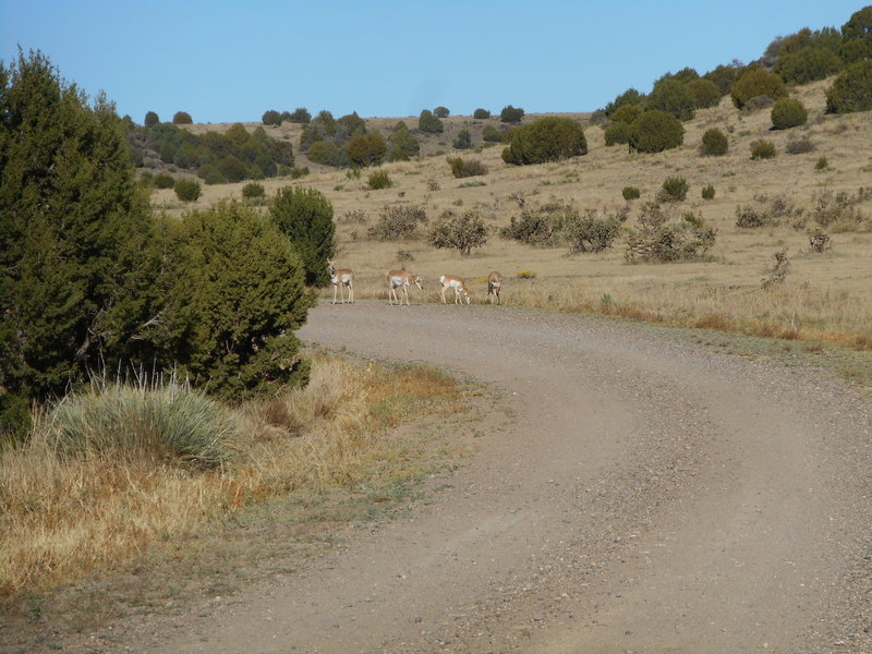 Pronghorns along Road M in Baca County.