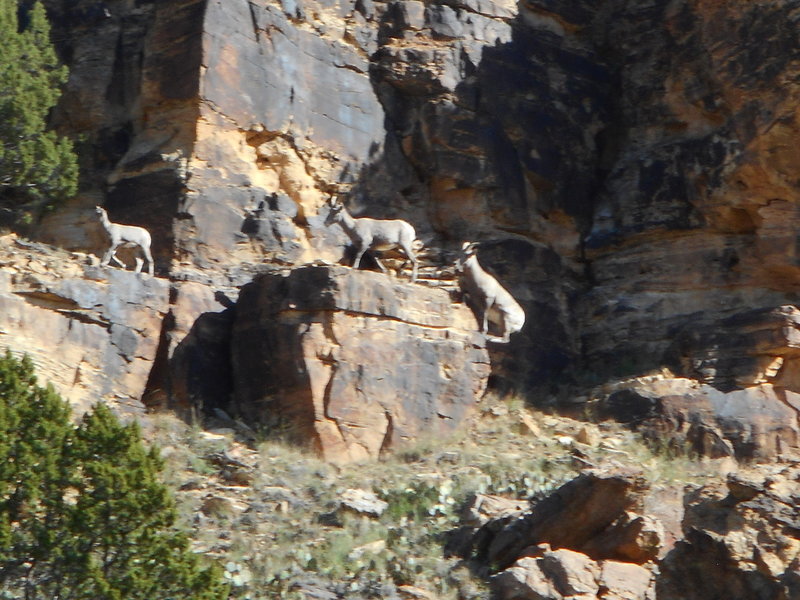 Big horn sheep in Cottonwood Canyon.