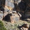 Big horn sheep in Cottonwood Canyon.