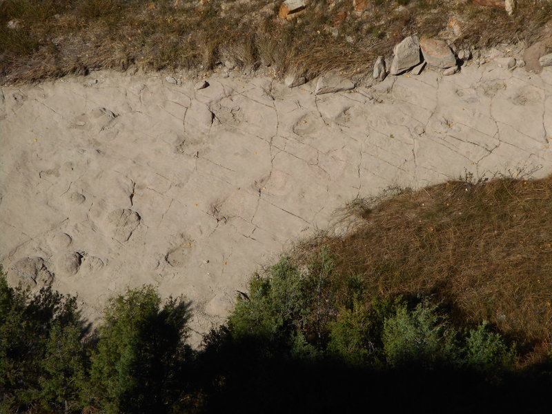 Dinosaur trackway below sheep jump.