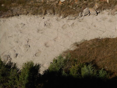 Dinosaur trackway below sheep jump.