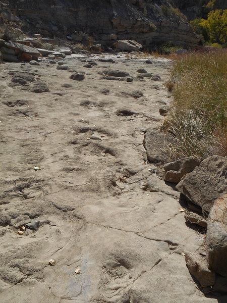 Dinosaur tracks in Carrizo Creek.